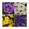 60 x Jumbo Plugs | Colourful Calibrachoa Collection | Hand-Picked By Experts 2 60 x Jumbo Plugs | Colourful Calibrachoa Collection | Hand-Picked By Experts -June Plants Sales Store PL930013 main image c702