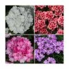 60 x Jumbo Plugs | Vibrant Verbena Collection | Hand-Picked By Experts 2 60 x Jumbo Plugs | Vibrant Verbena Collection | Hand-Picked By Experts -June Plants Sales Store PL930014 main image 353d