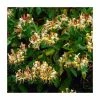 50-90cm Lonicera Henryi 'Copper Beauty' | 3L Pot