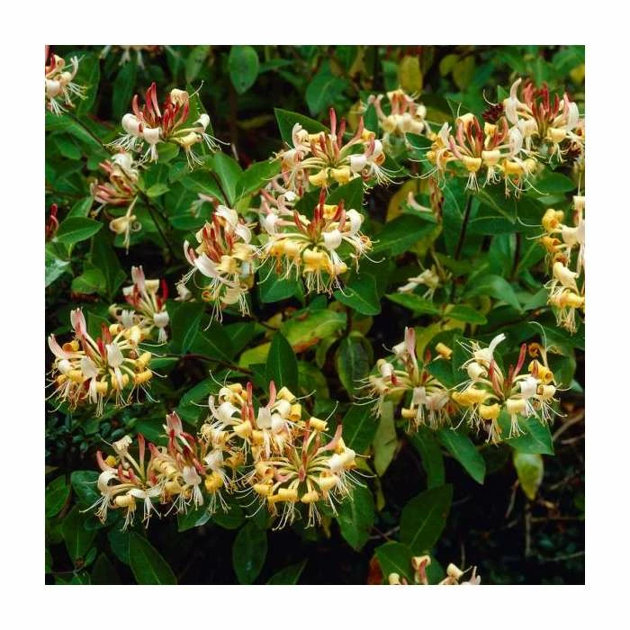 50-90cm Lonicera Henryi 'Copper Beauty' | 3L Pot 3 50-90cm Lonicera Henryi 'Copper Beauty' | 3L Pot