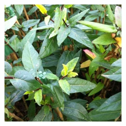 50-90cm 3ft Horwood Gem Japanese Honeysuckle Plant | 3L Pot | Lonicera Horwood Gem -June Plants Sales Store PL9309 main image 4218