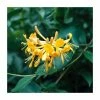 50-90cm Lonicera Periclymenum 'Sweet Sue' | 3L Pot -June Plants Sales Store PL9310 main image 9dec