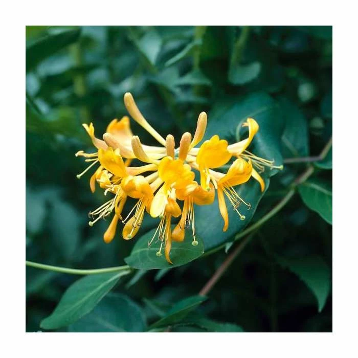 50-90cm Lonicera Periclymenum 'Sweet Sue' | 3L Pot 3 50-90cm Lonicera Periclymenum 'Sweet Sue' | 3L Pot