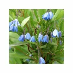 50-90cm 3ft Bluebell Creeper | 3L Pot | Sollya Heterophylla Blue