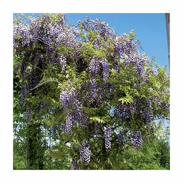 50-90cm Wisteria Floribunda 'Kokuryu' | 'Black Dragon' | 3L Pot 4 50-90cm Wisteria Floribunda 'Kokuryu' | 'Black Dragon' | 3L Pot - Image 2