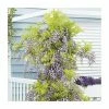 50-90cm Wisteria Floribunda 'Kokuryu' | 'Black Dragon' | 3L Pot