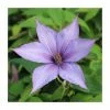 50-90cm Clematis 'Dorothy Walton' | 3L Pot 2 50-90cm Clematis 'Dorothy Walton' | 3L Pot -June Plants Sales Store PL9395 main image a71b