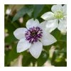 50-90cm Clematis Florida 'Sieboldii' | 3L Pot -June Plants Sales Store PL9396 main image bbf6