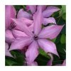 50-90cm Clematis 'Giselle' | 3L Pot 1 50-90cm Clematis 'Giselle' | 3L Pot -June Plants Sales Store PL9397 main image 1693