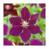 50-90cm Clematis 'Julka' | 3L Pot -June Plants Sales Store PL9398 main image 027a