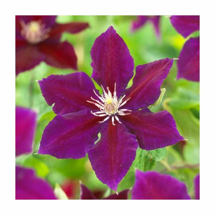 50-90cm Clematis 'Julka' | 3L Pot 3 50-90cm Clematis 'Julka' | 3L Pot