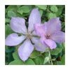 50-90cm Clematis 'Margaret Hunt' | 3L Pot 2 50-90cm Clematis 'Margaret Hunt' | 3L Pot -June Plants Sales Store PL9399 main image 4a0e
