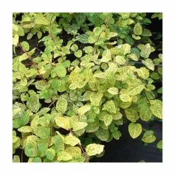 50-90cm Lonicera Japonica 'Aureoreticulata' | 3L Pot