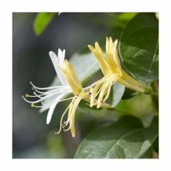50-90cm Lonicera Japonica 'Hall's Prolific' | 3L Pot -June Plants Sales Store PL9456 add image 1 30a5