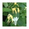 50-90cm Lonicera Japonica 'Hall's Prolific' | 3L Pot -June Plants Sales Store PL9456 main image 6fd9