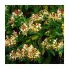 50-90cm Lonicera japonica 'Henryi' | 3L Pot 2 50-90cm Lonicera japonica 'Henryi' | 3L Pot -June Plants Sales Store PL9457 main image e199