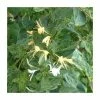 50-90cm Lonicera Japonica 'Mint Crisp' | 3L Pot -June Plants Sales Store PL9458 main image 1aef