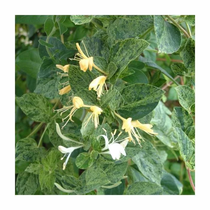 50-90cm Lonicera Japonica 'Mint Crisp' | 3L Pot 3 50-90cm Lonicera Japonica 'Mint Crisp' | 3L Pot