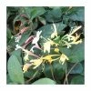 50-90cm Lonicera Japonica 'Purpurea' | 3L Pot 2 50-90cm Lonicera Japonica 'Purpurea' | 3L Pot -June Plants Sales Store PL9459 main image faae