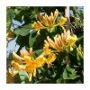 50-90cm Tellmann's Honeysuckle | Lonicera Tellmanniana | 3L Pot -June Plants Sales Store PL9460 main image 2c39