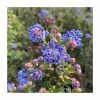 Ceanothus 'Puget Blue' | 3L Pot 1 Ceanothus 'Puget Blue' | 3L Pot -June Plants Sales Store PL9466 main image e42d