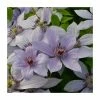 50-90cm Clematis 'Bernadine' | Raymond Evison | 3L Pot -June Plants Sales Store PL9469 main image b33f