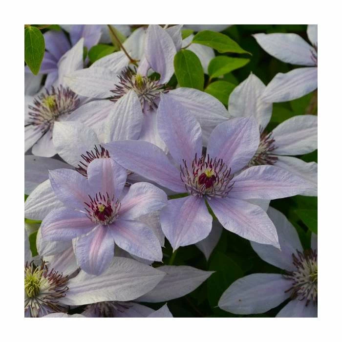 50-90cm Clematis 'Bernadine' | Raymond Evison | 3L Pot 3 50-90cm Clematis 'Bernadine' | Raymond Evison | 3L Pot