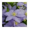 50-90cm Clematis 'Cezanne' | Raymond Evison | 3L Pot 2 50-90cm Clematis 'Cezanne' | Raymond Evison | 3L Pot -June Plants Sales Store PL9471 main image b1f0