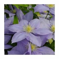 50-90cm Clematis 'Cezanne' | Raymond Evison | 3L Pot