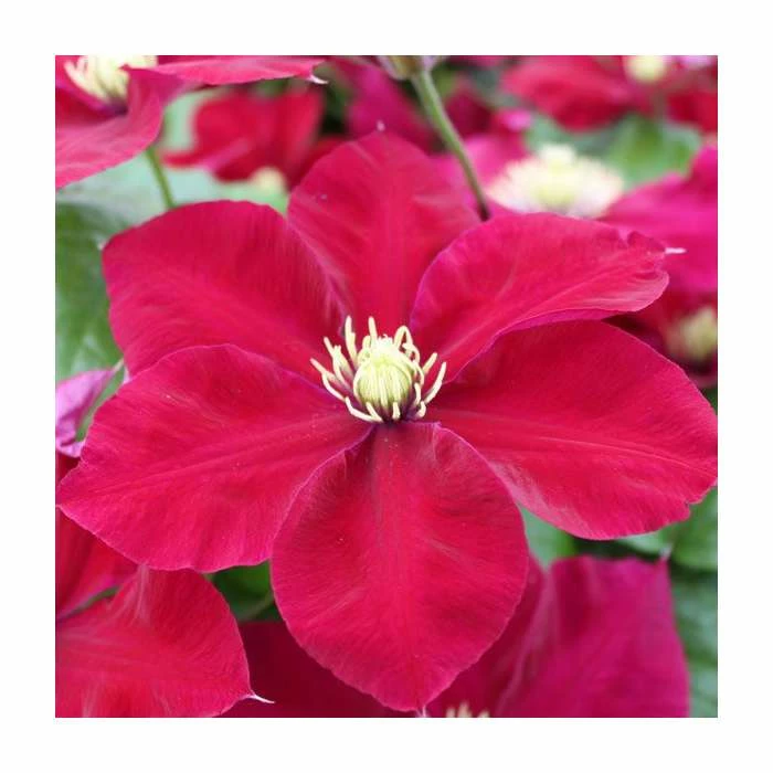 50-90cm Clematis 'Charmaine' | Raymond Evison | 3L Pot 4 50-90cm Clematis 'Charmaine' | Raymond Evison | 3L Pot - Image 2