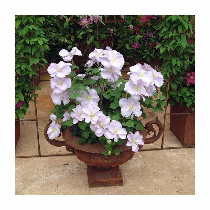 50-90cm Clematis 'Chelsea' | Raymond Evison | 3L Pot 3 50-90cm Clematis 'Chelsea' | Raymond Evison | 3L Pot