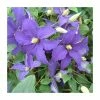 Clematis 'Rhapsody' | 3L Pot -June Plants Sales Store PL9480 main image ff74
