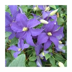 Clematis 'Rhapsody' | 3L Pot