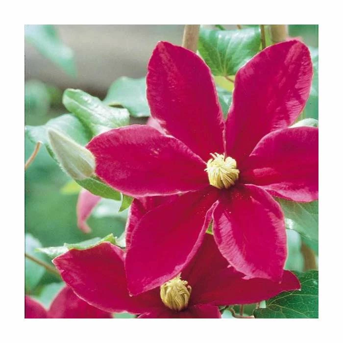 50-90cm Clematis 'Sunset' | 3L Pot 3 50-90cm Clematis 'Sunset' | 3L Pot