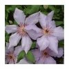 50-90cm Clematis 'The First Lady' | 3L Pot -June Plants Sales Store PL9483 main image ec0a