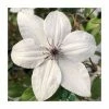 50-90cm Clematis 'Tsukiko' | 3L Pot -June Plants Sales Store PL9484 main image a7c8