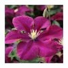 50-90cm Clematis 'Warsaw Nike' | 3L Pot 1 50-90cm Clematis 'Warsaw Nike' | 3L Pot -June Plants Sales Store PL9485 main image 28e8