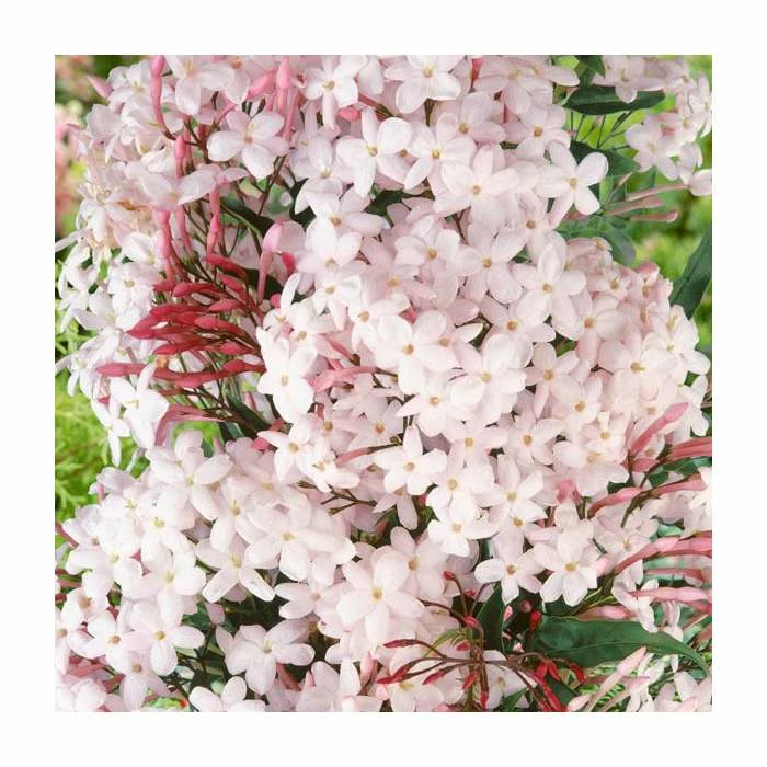 50-90cm Many-Flowered Jasmine | Jasminum polyanthum | 3L Pot 3 50-90cm Many-Flowered Jasmine | Jasminum polyanthum | 3L Pot