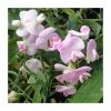 50-90cm Lathyrus latifolius 'Pink' | Everlasting Sweet Pea | 3L Pot -June Plants Sales Store PL9489 main image b3ec