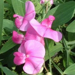 50-90cm Lathyrus latifolius 'Pink' | Everlasting Sweet Pea | 3L Pot -June Plants Sales Store PL9489 rollover image 0c79