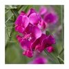 50-90cm Lathyrus latifolius 'Red' | Everlasting Sweet Pea | 3L Pot -June Plants Sales Store PL9490 main image 6695