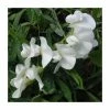 50-90cm Lathyrus latifolius 'White' | Everlasting Sweet Pea | 3L Pot 2 50-90cm Lathyrus latifolius 'White' | Everlasting Sweet Pea | 3L Pot -June Plants Sales Store PL9491 main image bdb0
