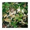 50-90cm Creeping Japanese Honeysuckle | Lonicera japonica 'Repens' | 3L Pot -June Plants Sales Store PL9492 main image c54d