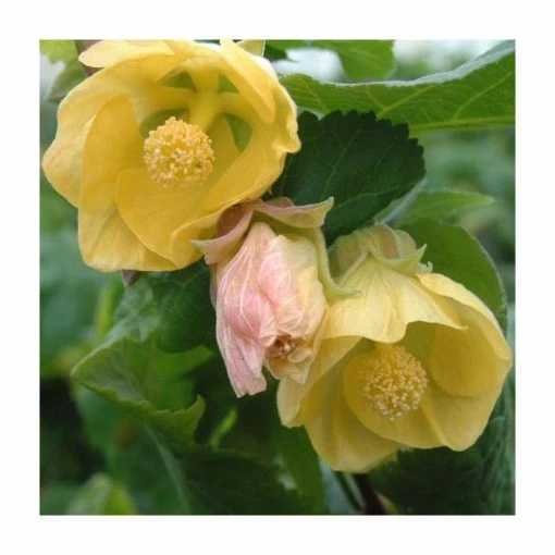 50-90cm Abutilon 'Canary Bird' | Indian Mallow | 3L Pot -June Plants Sales Store PL9505 main image 6bcb