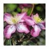 50-90cm Clematis montana 'Marjorie' | 3L Pot 2 50-90cm Clematis montana 'Marjorie' | 3L Pot -June Plants Sales Store PL9510 main image 4abb