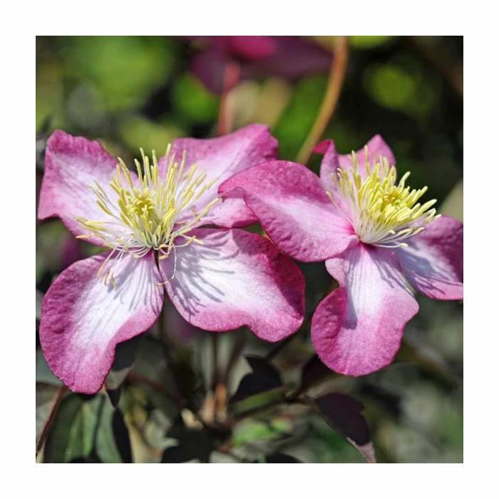 50-90cm Clematis montana 'Marjorie' | 3L Pot 3 50-90cm Clematis montana 'Marjorie' | 3L Pot