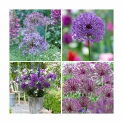3 x Allium Plants | Abundant Allium Collection | 3 x 13cm Pots