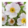Anemone 'Wild Swan' | 10.5cm Pot -June Plants Sales Store PL9869 main image b38f