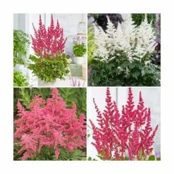 3 x Astilbe Plants | Astary Series Collection | 3 x 10.5 cm Pots