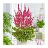 Astilbe 'Astary Red' | 10.5cm Pot -June Plants Sales Store PL9871 main image b934